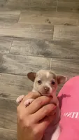 ELSA, a female Chihuahua for sale in Marietta, MS – 1 of 6