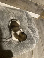 akc champion female 2 , a female Akita for sale in Marietta, MS – 5 of 8