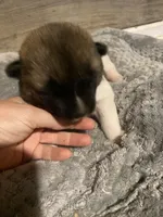akc champion female 1 , a female Akita for sale in Marietta, MS – 5 of 9