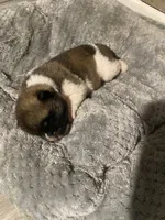 akc champion female 2 , a female Akita for sale in Marietta, MS – 6 of 8