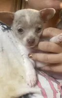 ELSA, a female Chihuahua for sale in Marietta, MS – 3 of 9