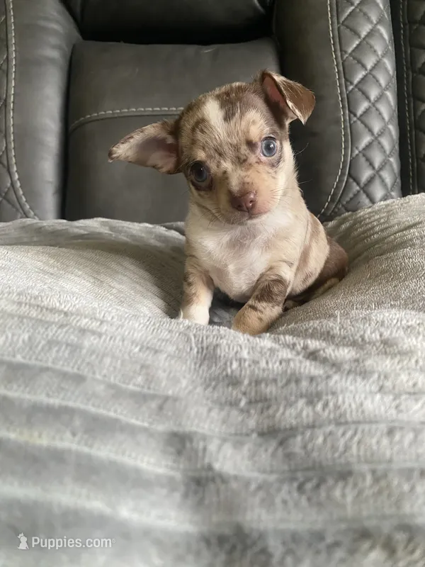 MOJO (CKC REGISTERED) – Chihuahua puppy for sale in Marietta, MS