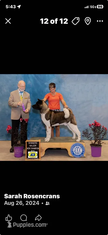 akc champion sired female NOZOMI, a female Akita for sale in Marietta, MS – 1 of 10