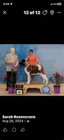 akc champion female 2 , a female Akita for sale in Marietta, MS – 7 of 8