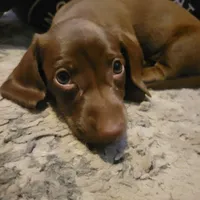 Choco, a male Dachshund for sale in Lancaster, OH – 2 of 2