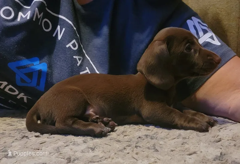 Choco – Dachshund puppy for sale in Lancaster, OH