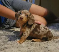 Dapple Boy, a male Dachshund for sale in Lancaster, OH – 1 of 2