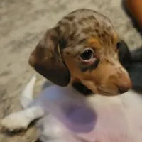 Dapple Boy, a male Dachshund for sale in Lancaster, OH – 2 of 2