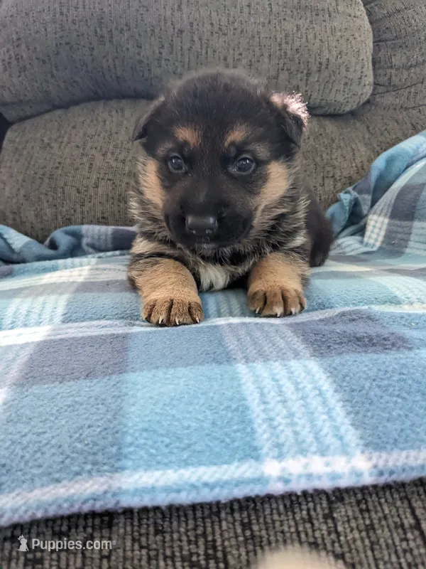 Zeus/Camo – German Shepherd Dog puppy for sale in Trenton, MO