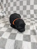 Felix/Orange, a male German Shepherd Dog for sale in Trenton, MO – Photo 1 of 6