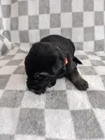 Felix/Orange, a male German Shepherd Dog for sale in Trenton, MO – Photo 2 of 6