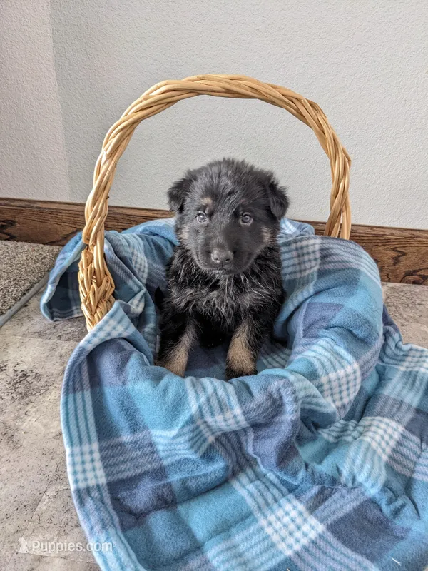 Felix/Orange – German Shepherd Dog puppy for sale in Trenton, MO