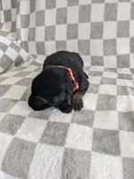 Felix/Orange, a male German Shepherd Dog for sale in Trenton, MO – Photo 3 of 6