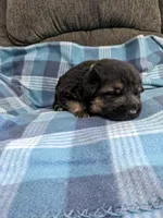 Odin/Lime Green, a male German Shepherd Dog for sale in Trenton, MO – 3 of 4