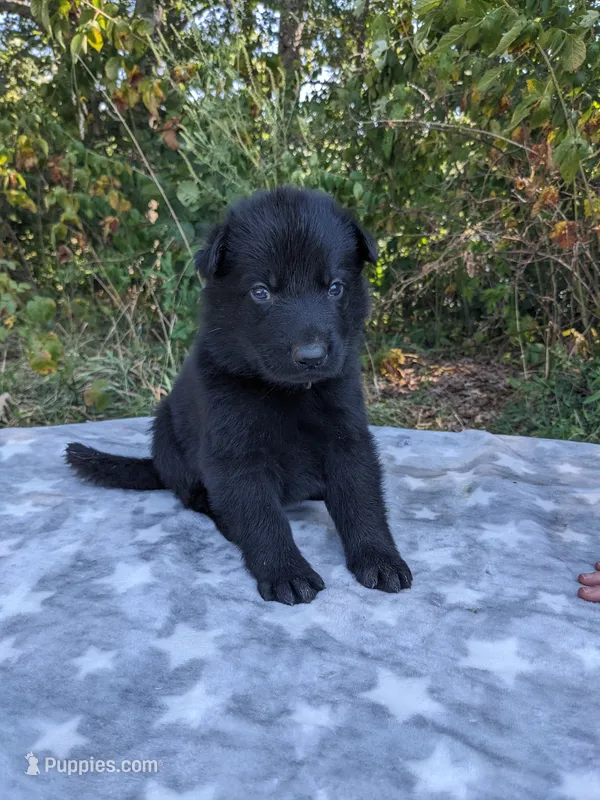 Diesel/Blue – German Shepherd Dog puppy for sale in Trenton, MO