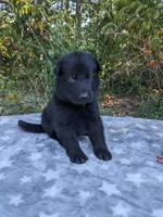 Diesel/Blue, a male German Shepherd Dog for sale in Trenton, MO – 1 of 5