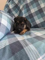 Duke/ Yellow , a male German Shepherd Dog for sale in Trenton, MO – Photo 2 of 4