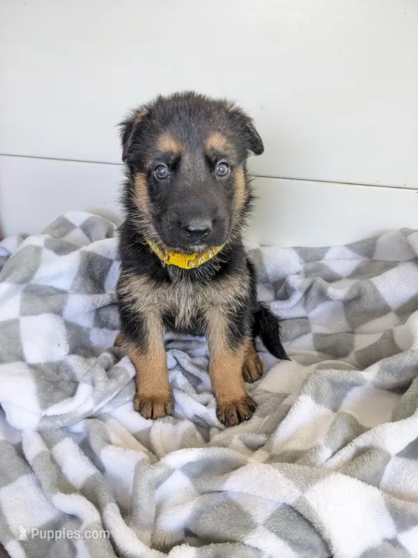 Duke/ Yellow  – German Shepherd Dog puppy for sale in Trenton, MO