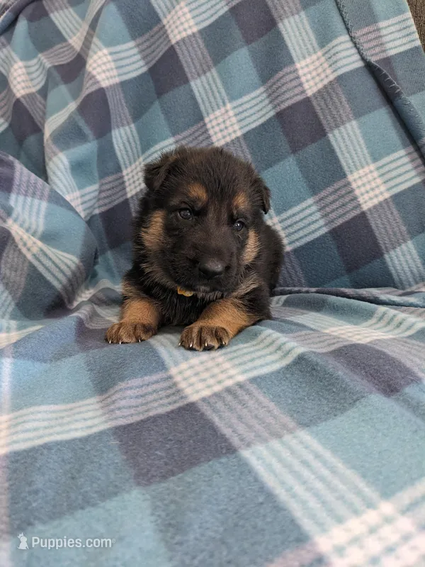Duke/ Yellow  – German Shepherd Dog puppy for sale in Trenton, MO