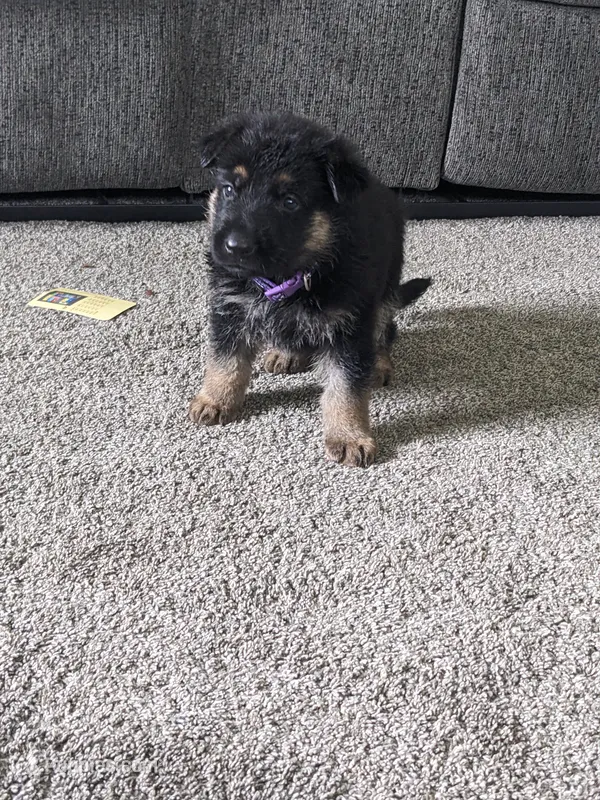 Luna/Purple – German Shepherd Dog puppy for sale in Trenton, MO