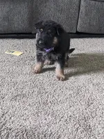 Luna/Purple, a female German Shepherd Dog for sale in Trenton, MO – 1 of 5