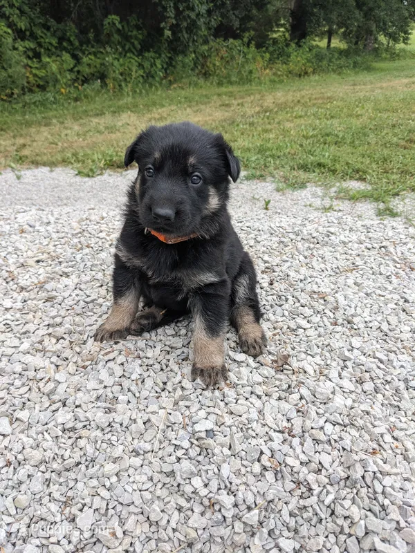 Heidi/Orange – German Shepherd Dog puppy for sale in Trenton, MO