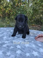 Diesel/Blue, a male German Shepherd Dog for sale in Trenton, MO – 2 of 5