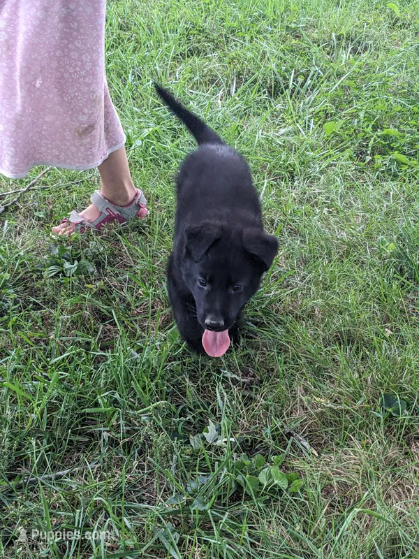 Diesel/Blue – German Shepherd Dog puppy for sale in Trenton, MO