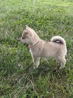 Runa/Pink, a female Alaskan Klee Kai for sale in Trenton, MO – 3 of 8
