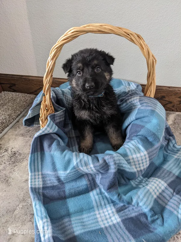 Zeus/Blue – German Shepherd Dog puppy for sale in Trenton, MO