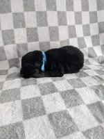 Zeus/Blue, a male German Shepherd Dog for sale in Trenton, MO – Photo 3 of 6