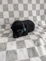 Zeus/Blue, a male German Shepherd Dog for sale in Trenton, MO – Photo 1 of 6