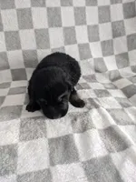 Zeus/Blue, a male German Shepherd Dog for sale in Trenton, MO – Photo 2 of 6