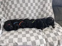 Zeus/Blue, a male German Shepherd Dog for sale in Trenton, MO – Photo 4 of 6