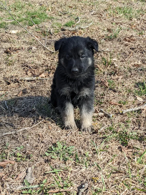 Zeus/Blue – German Shepherd Dog puppy for sale in Trenton, MO