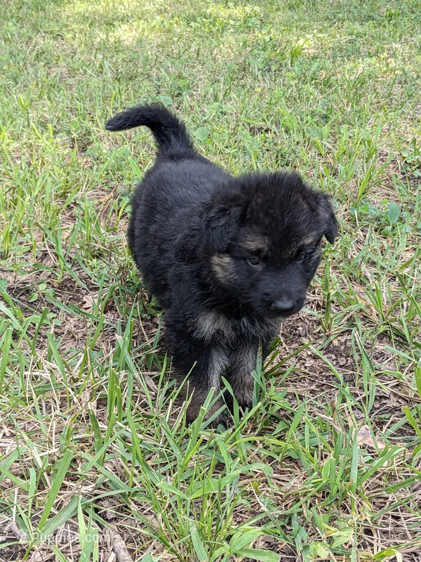 Bella/Gray – German Shepherd Dog puppy for sale in Trenton, MO