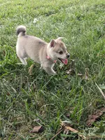 Runa/Pink, a female Alaskan Klee Kai for sale in Trenton, MO – 2 of 8