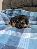 Thor/Blue, a male German Shepherd Dog for sale in Trenton, MO – 3 of 4