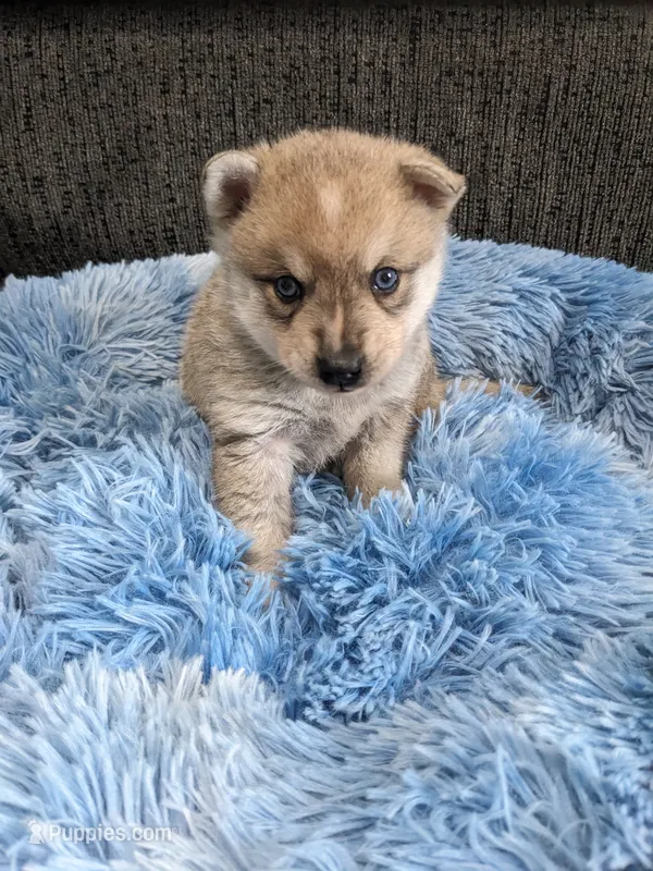 Thor – Alaskan Klee Kai puppy for sale in Trenton, MO