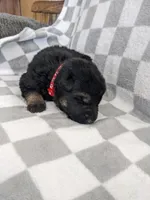 Jasper/Red, a male German Shepherd Dog for sale in Trenton, MO – Photo 2 of 6