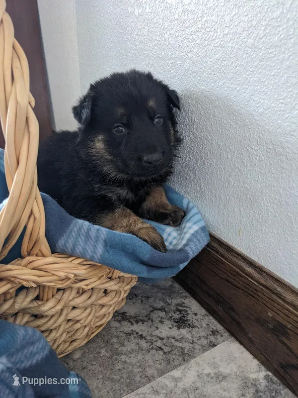 Jasper/Red – German Shepherd Dog puppy for sale in Trenton, MO