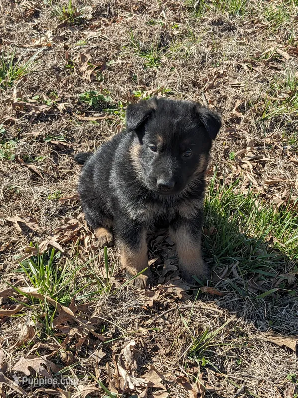 Jasper/Red – German Shepherd Dog puppy for sale in Trenton, MO