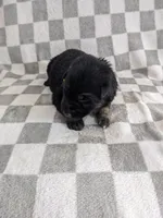 Jasper/Red, a male German Shepherd Dog for sale in Trenton, MO – Photo 1 of 6