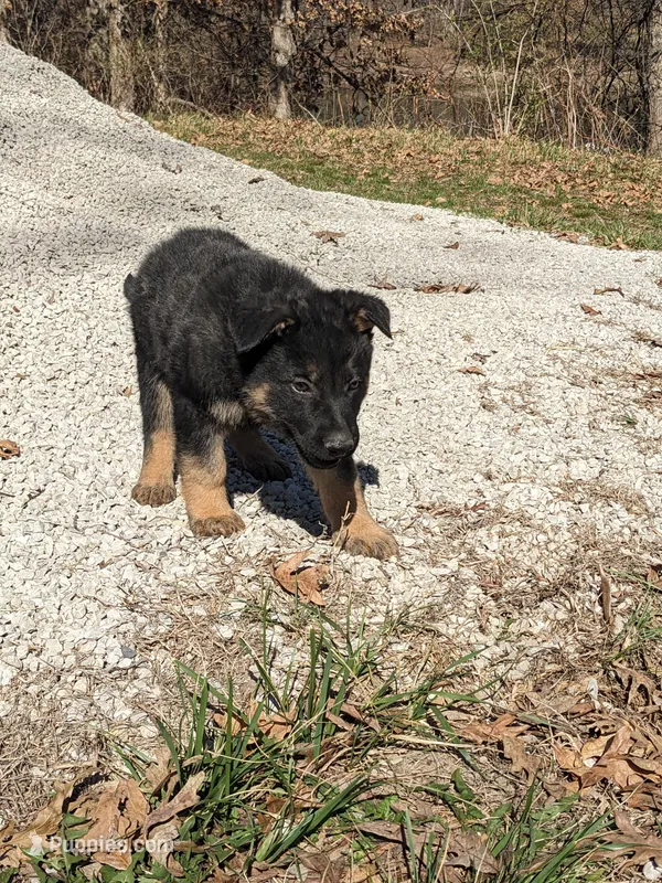 Jasper/Red – German Shepherd Dog puppy for sale in Trenton, MO