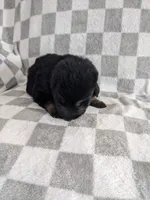 Jasper/Red, a male German Shepherd Dog for sale in Trenton, MO – Photo 3 of 6