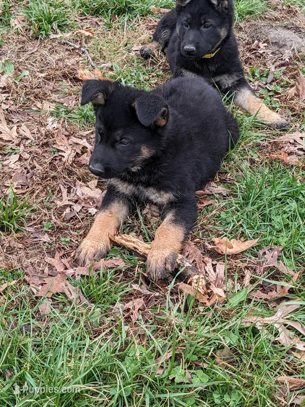 Jasper/Red – German Shepherd Dog puppy for sale in Trenton, MO
