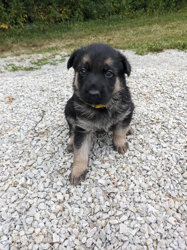 Princess/Yellow – German Shepherd Dog puppy for sale in Trenton, MO