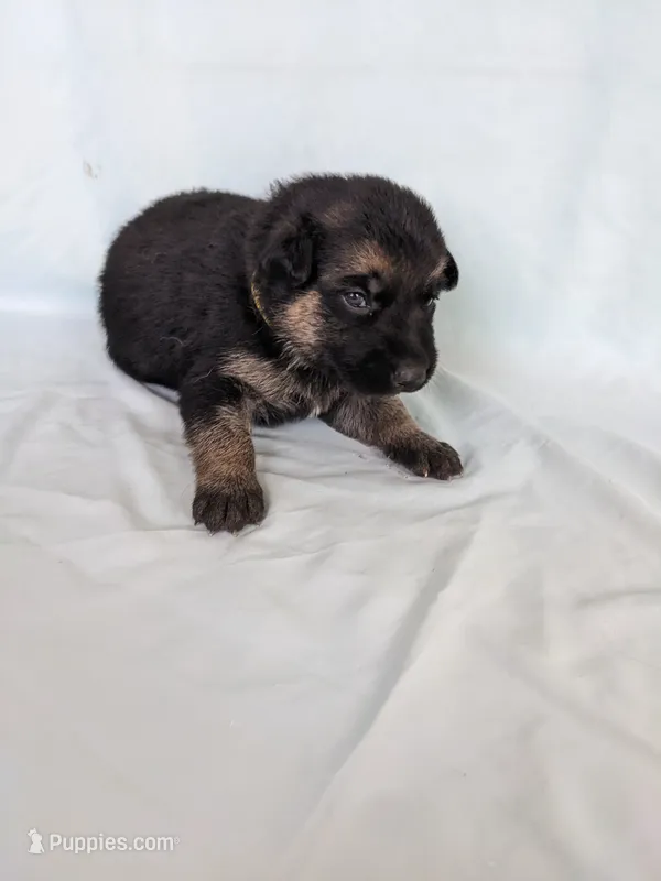 Princess/Yellow, a female German Shepherd Dog for sale in Trenton, MO – 1 of 6