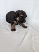 Princess/Yellow, a female German Shepherd Dog for sale in Trenton, MO – 1 of 6