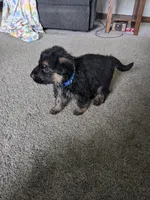 Diesel/Blue, a male German Shepherd Dog for sale in Trenton, MO – 2 of 5